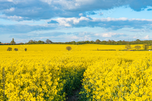 Rapeseed field on sunny day. Spring season in UK