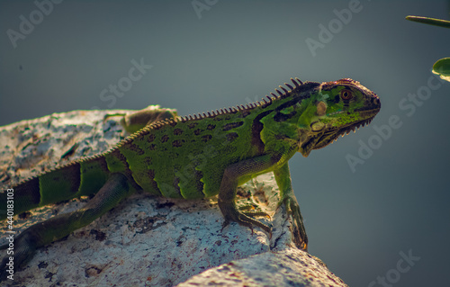 reptil tomando el sol por la ma  ana