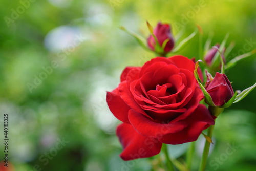 赤い薔薇/バラの花