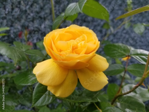 yellow rose in garden