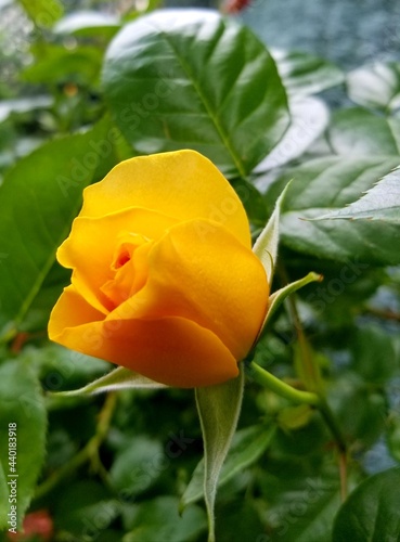 single yellow rose