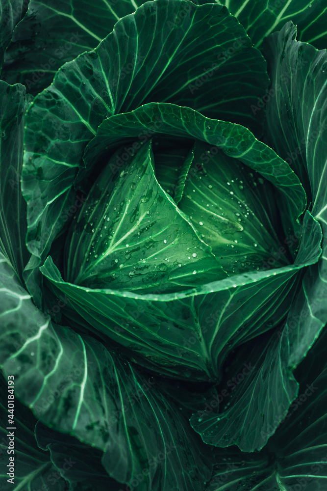 Fototapeta premium fotografais de brocolis verdes, Vegetables aesthetic photography