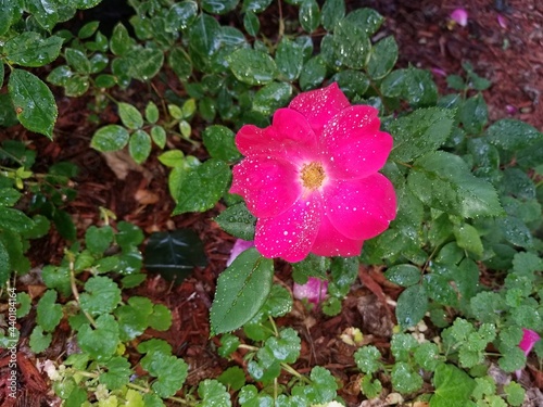 pink flower in the garden