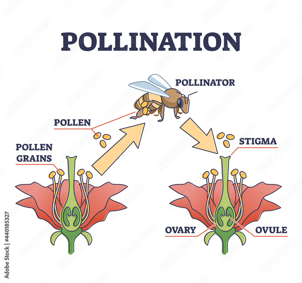 Pollination as plant reproduction and vegetation process in wildlife outline diagram. Educational labeled scheme with fertilization moment, bee and flower vector illustration. Stigma, ovary and ovule. - obrazy, fototapety, plakaty 