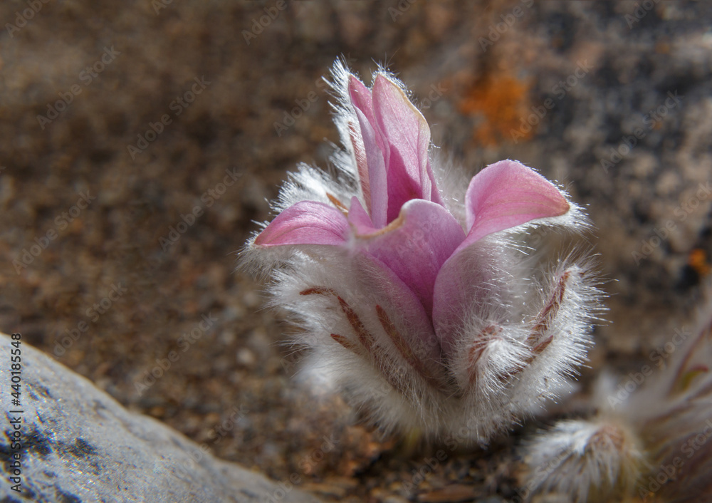 Pink Pulsatilla vulgaris blooms in the wild in April, soft focus Pink Pulsatilla vulgaris blooms in the wild in April, soft focus