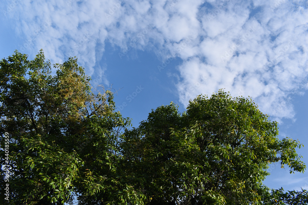 Sunrise time picture of beautiful green trees and blue sky with white clouds in background Sunrise time picture of beautiful green trees and blue sky with white clouds in background