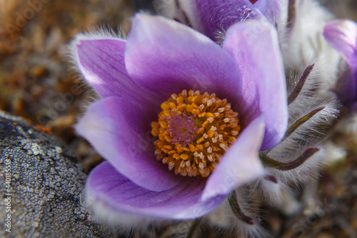 Purple Pulsatilla vulgaris the pasqueflower blooms in the wild in April, soft focus