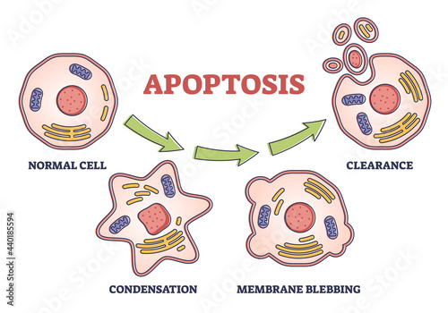 Apoptosis process stages as programmed cell death explanation in labeled outline diagram. Multicellular organisms destruction steps example with educational microscopic closeup vector illustration.