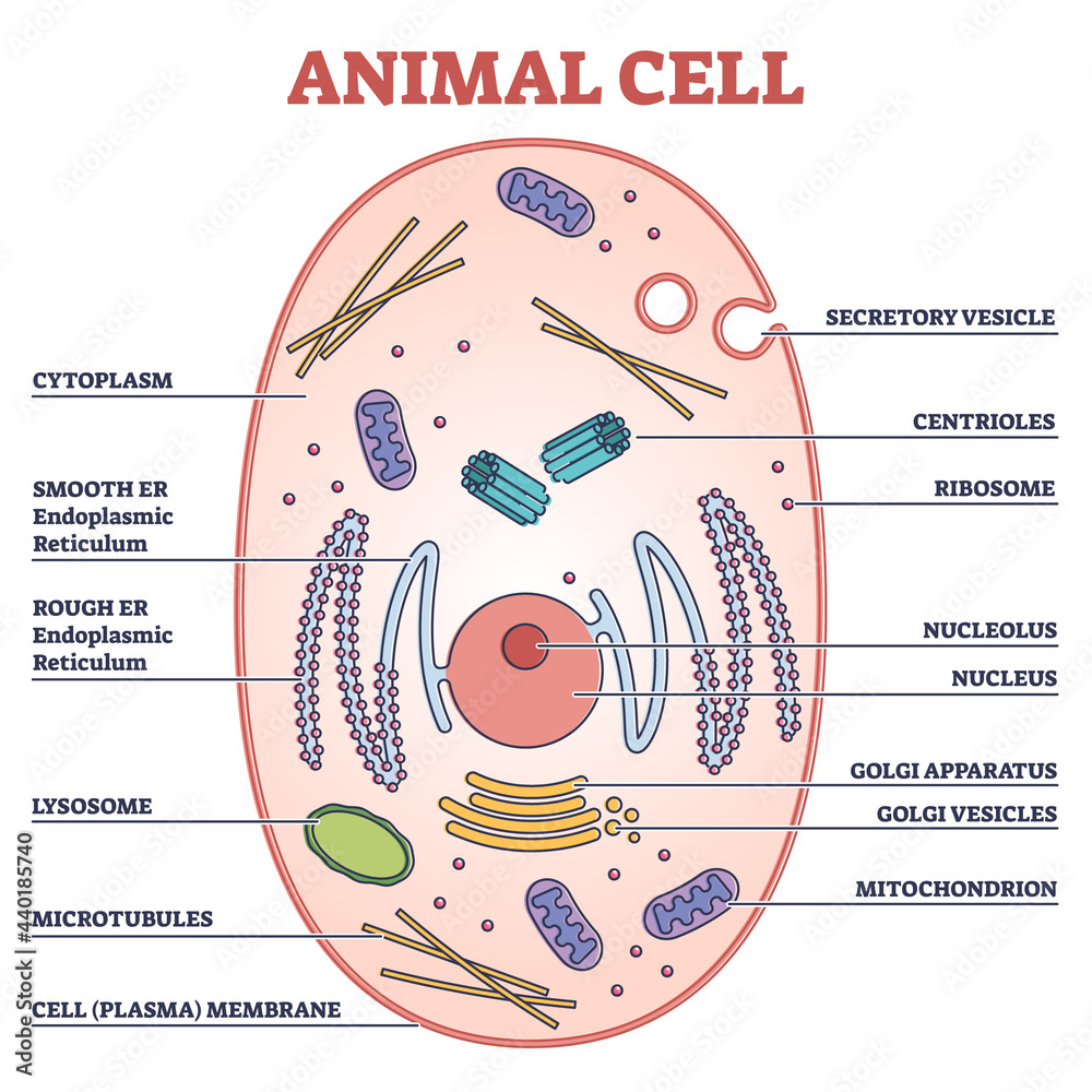 Animal Cell With Labeled Anatomical Structure Parts In Educational 