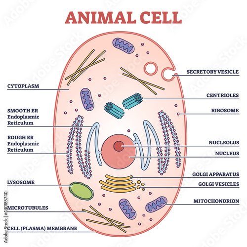 Animal cell with labeled anatomical structure parts in educational outline concept diagram. Biological explanation with inner sections vector illustration. Graphic with microscopic cross section model