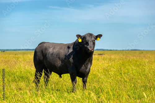 A black angus bull stands on a green grassy field.