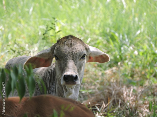 goat on the meadow