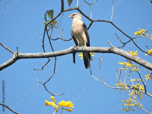 bird on a branch