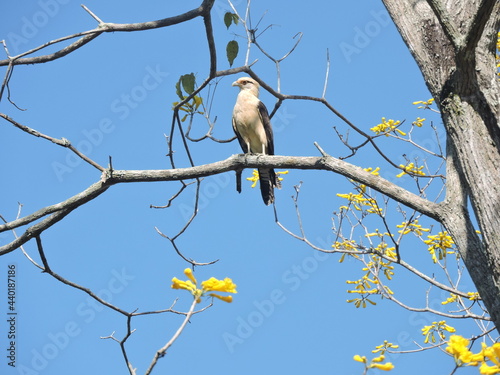 bird on the branch