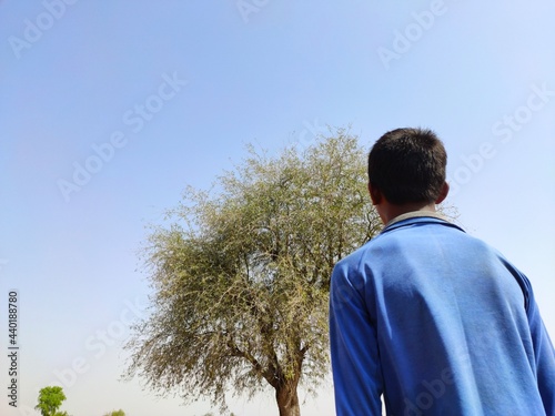 A young man looking at Tecomella Undulata ( Rohida) tree, backside view, blue sky background photo