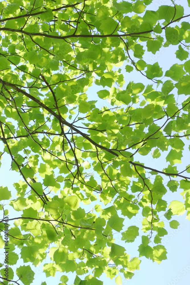 ユリノキの新緑