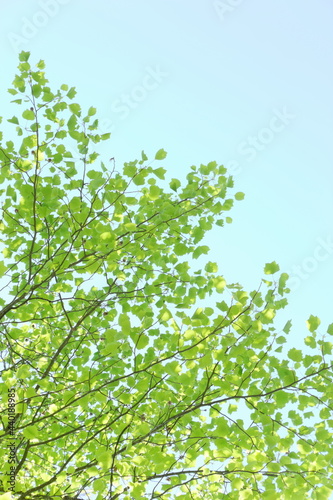 ユリノキの新緑　青空背景 © naname21