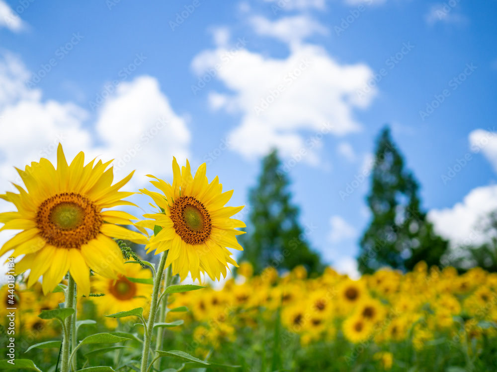 Fototapeta premium sunflower field and sky
