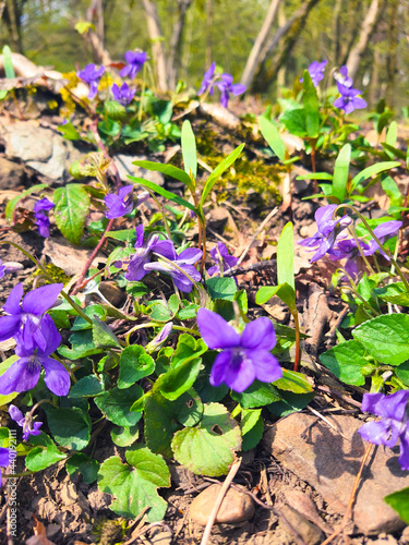 Blumen und Pflanzen im Wald