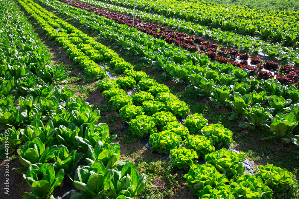 Growing green lettuce in rows in a field on a sunny day - obrazy, fototapety, plakaty 