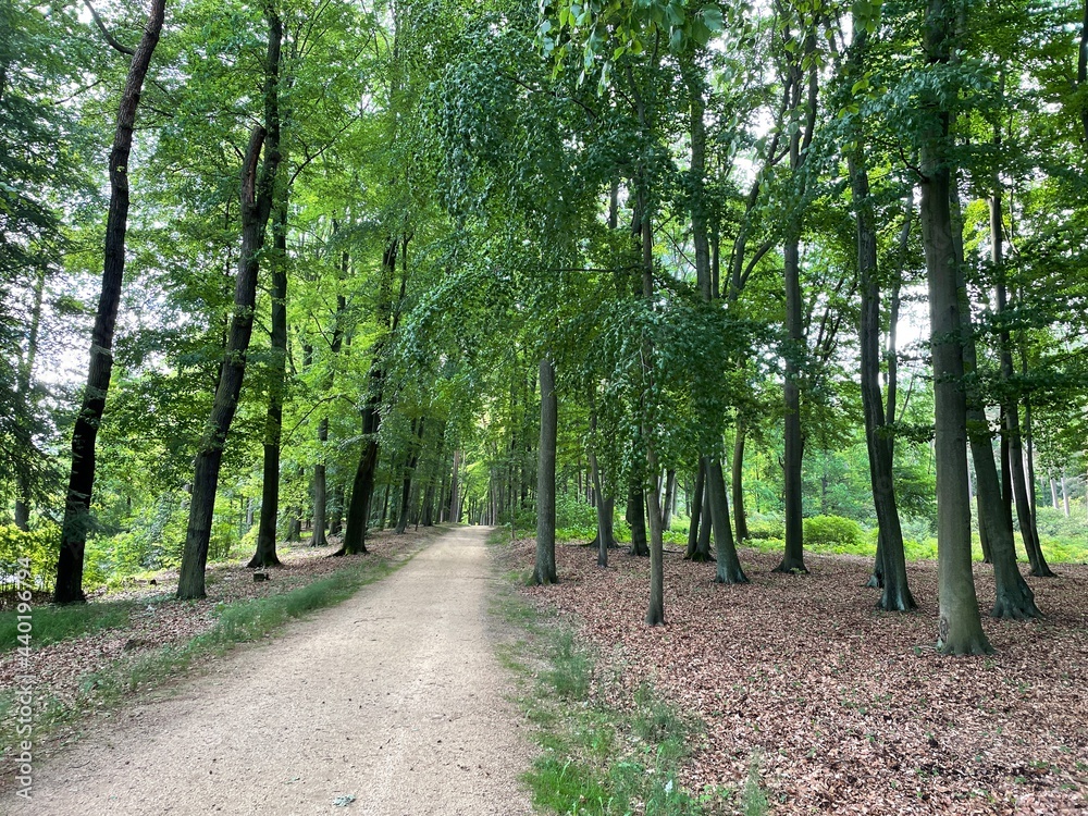 Fototapeta premium Kromlau Park