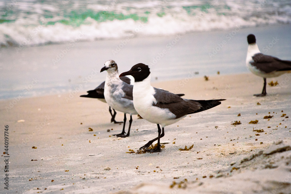 Fototapeta premium birds