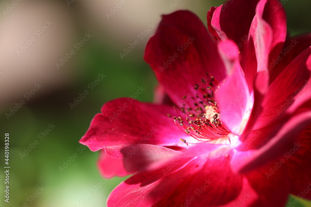 とても美しい濃いピンクのバラの花。A very beautiful dark pink rose flower.
