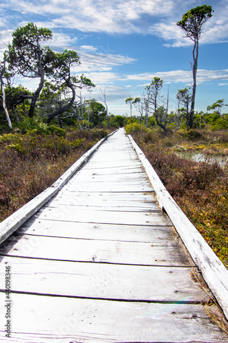 A wooden boardwalk through a coastal forest at pacific Rim National Park near Tofino BC on Vancouver Island Canada.