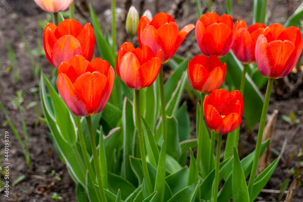 Red tulips in spring in the garden