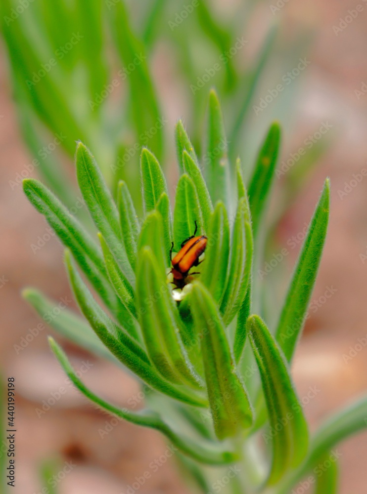 Fototapeta premium closeup of bug on leaf