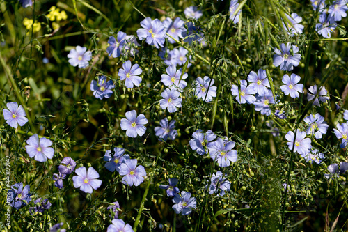 Bright delicate blue flower of decorative flax flower and its shoot on grassy background. Creative processing Flax flowers. Agricultural field of industrial flax in stage of active flowering in summer