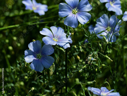 Bright delicate blue flower of decorative flax flower and its shoot on grassy background. Creative processing Flax flowers. Agricultural field of industrial flax in stage of active flowering in summer © Aleksandr Lesik
