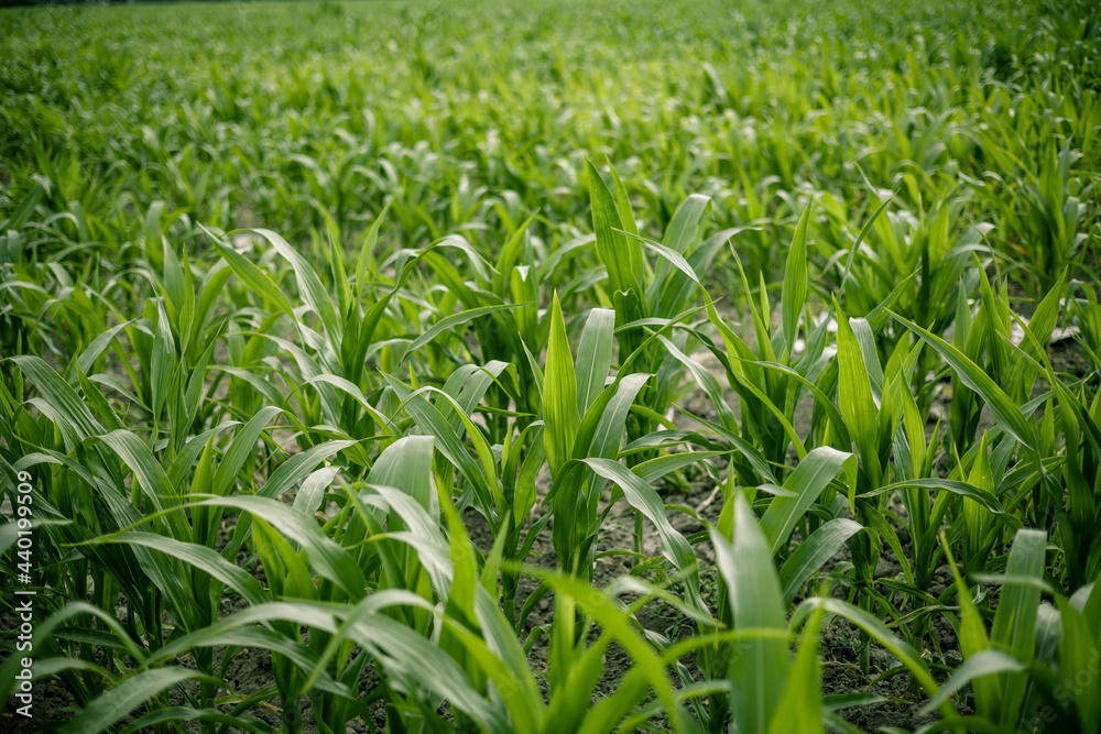 Green field with young corn . Harvest concept Green field with young corn . Harvest concept