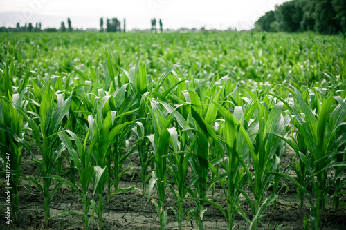 Young green corn on stalk in fields . Harvest concept