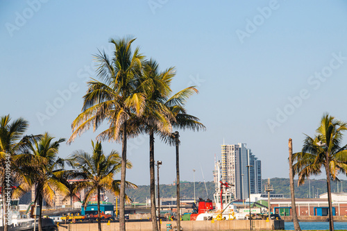 Palm Trees Growing on Grassy Banks of Durban Harbour