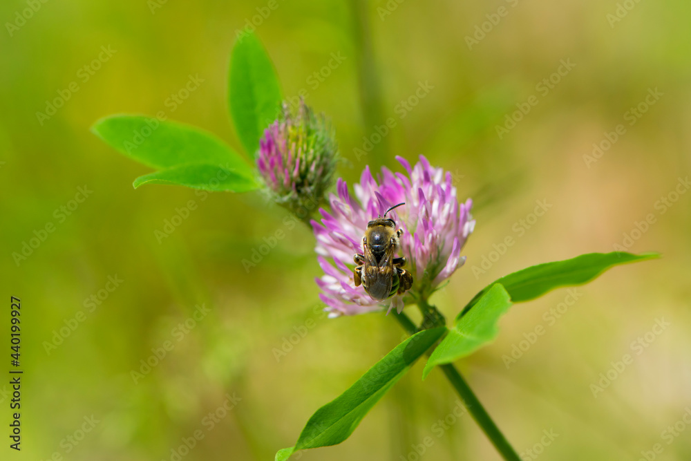 bee at work on clover flower collecting pollen. bright delicate pink clover flower, honey bee. macro nature, wild wildflower, useful insect, spring or summer sunny day, close-up. natural background bee at work on clover flower collecting pollen. bright delicate pink clover flower, honey bee. macro nature, wild wildflower, useful insect, spring or summer sunny day, close-up. natural background