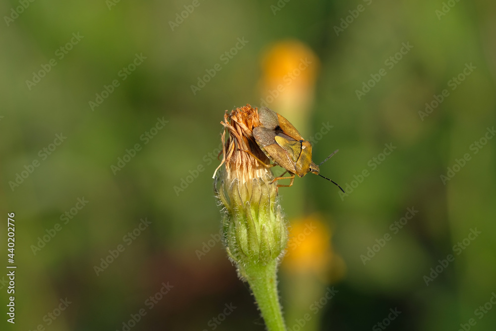 A brown bug sits on a dandelion. The background is blurred. Macro. A brown bug sits on a dandelion. The background is blurred. Macro.