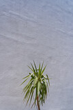 A close-up view of an exotic tropical plant (yucca, palm or dracaena) nestled against a textured white wall and naturally lit. Abstract minimalistic summer natural background. Vacation concept.