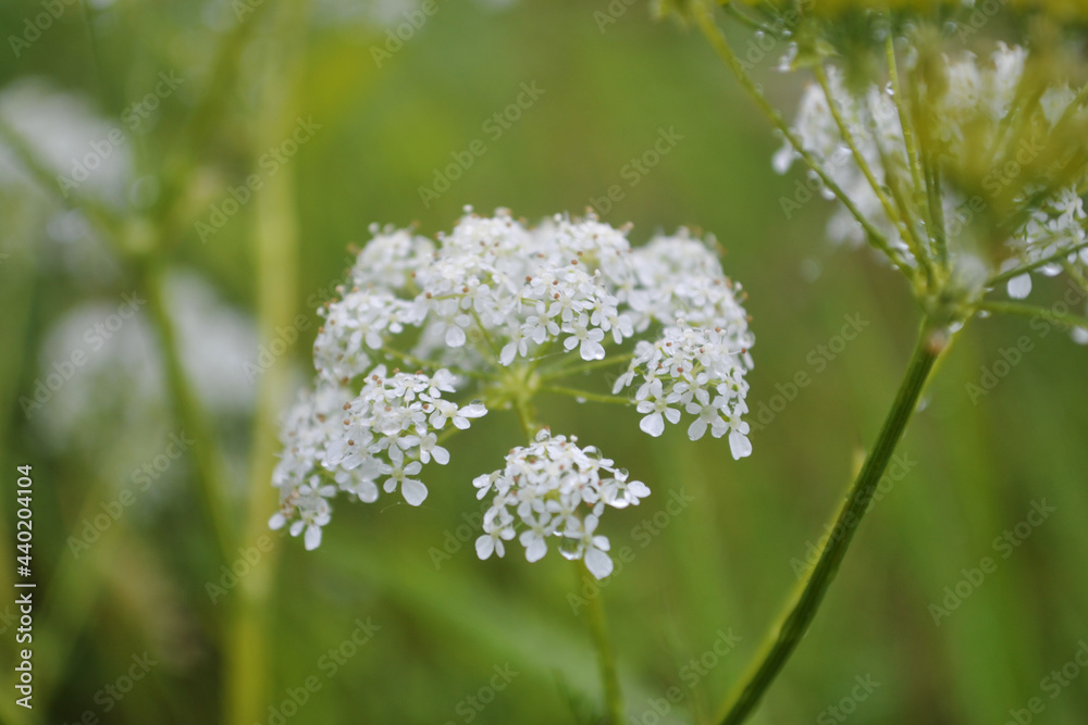 white wildflowers. macro photography
