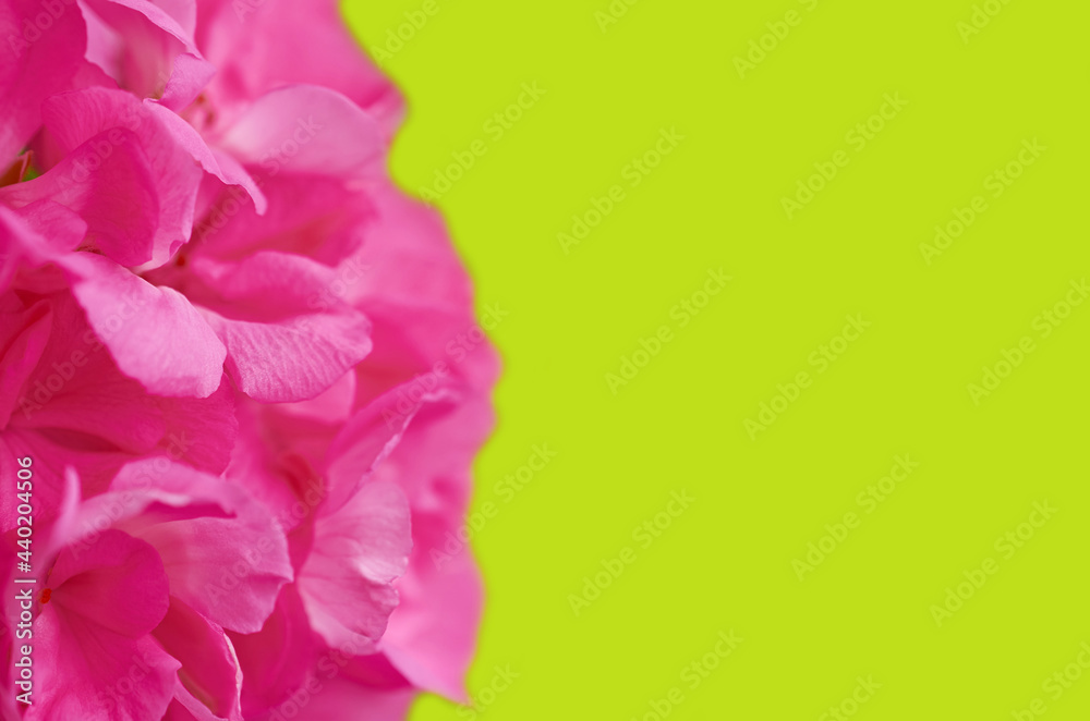 Pink geranium inflorescence close-up on a light green background