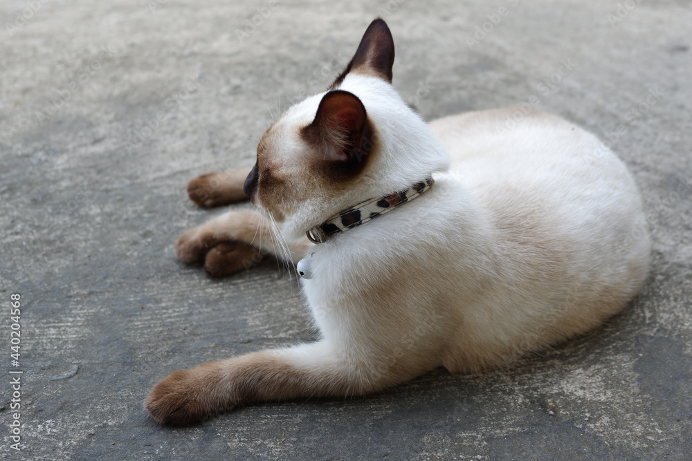 Thai Cat Rest on the Floor Thai Cat Rest on the Floor