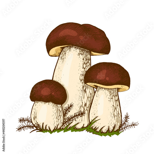 Edible balete mushroom porcini mushrooms, hand-drawn illustration Boletus, Orange-cap boletus, Boletus edulis isolated on a white background for printing on packages, autumn mushroom collection season
