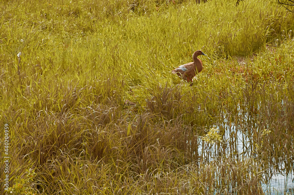 Wild duck on the shore of a grassy lake. Summer landscape. 
