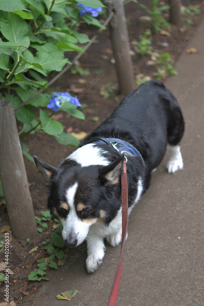 紫陽花の咲く季節に散歩をしている黒いコーギー犬