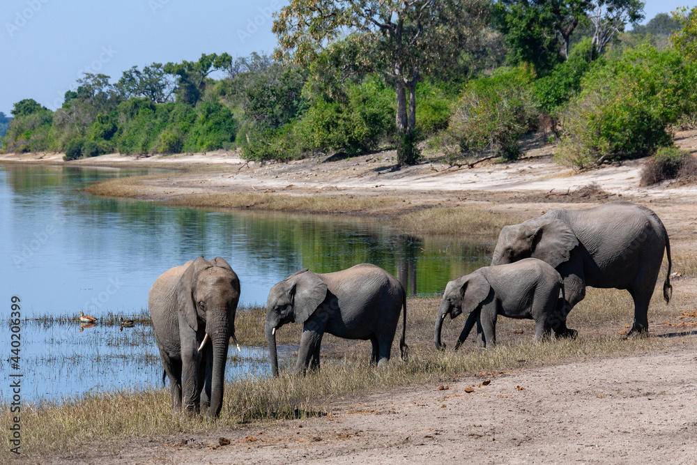 Obraz premium African Elephants - Chobe River in Chobe National Park - Botswana