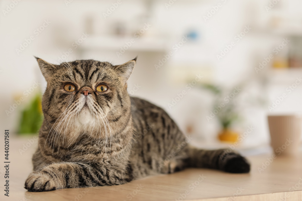 Cute Exotic Shorthair cat on table in kitchen