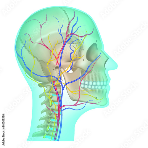 circulatory system of the head. Veins and arteries running along the spine and on the skull. Vector illustration