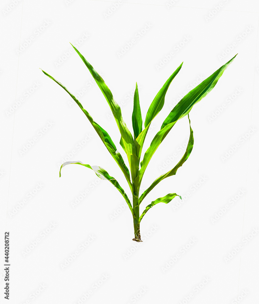 Fototapeta premium Isolated corn. Green tree of young corn