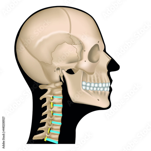 anatomy of the skeleton of the head. Human skull in profile on a black silhouette of the face. Cervical spine. Vector illustration photo