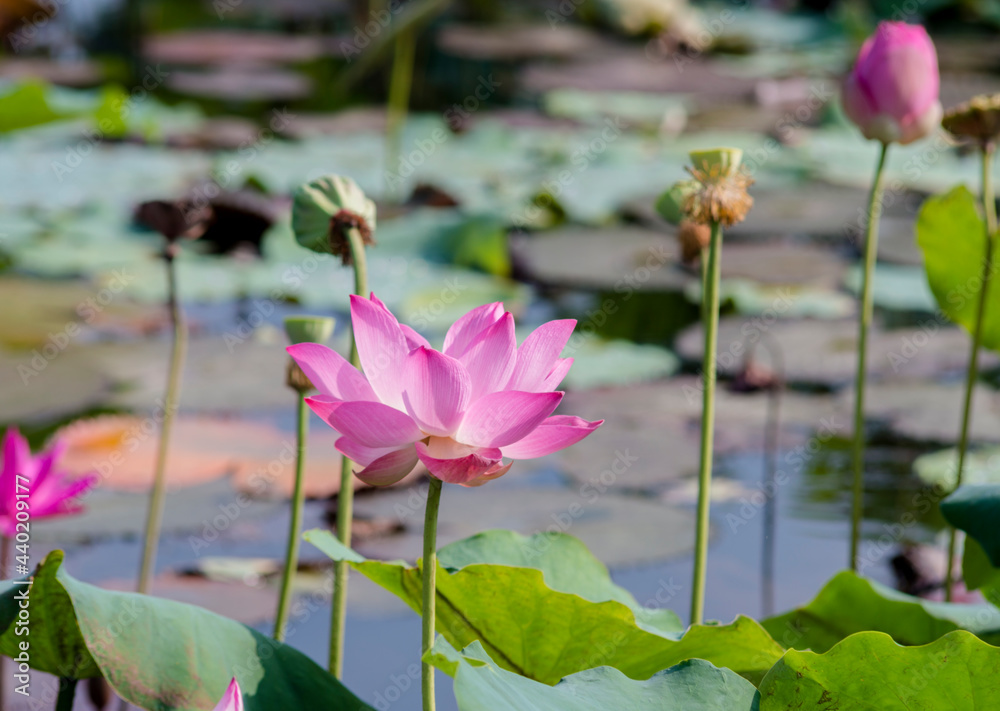 The author took a set of photos in Tam Da lotus lagoon, Ho Chi Minh City. Time: Friday morning, June 18 , 2021. Content: The author hopes the photos can describe the beauty of lotus flowers. The author took a set of photos in Tam Da lotus lagoon, Ho Chi Minh City. Time: Friday morning, June 18 , 2021. Content: The author hopes the photos can describe the beauty of lotus flowers.